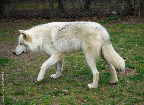 white wolf on the grass