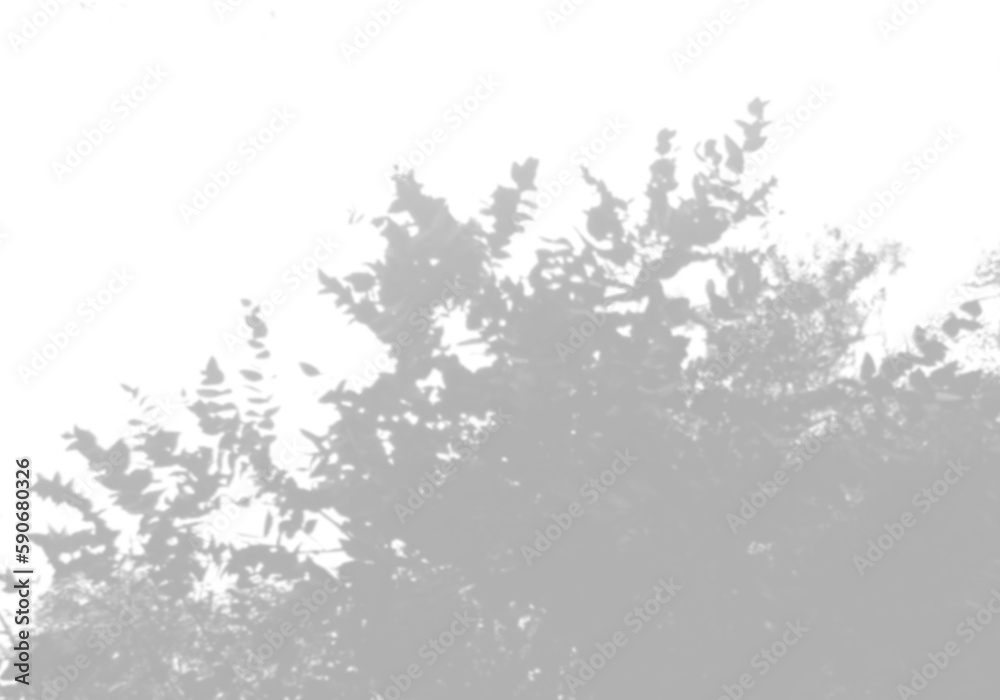 The shadow of the leaves of a tree on a white wall. A tropical tree. Black and white image for photo overlay or mockup