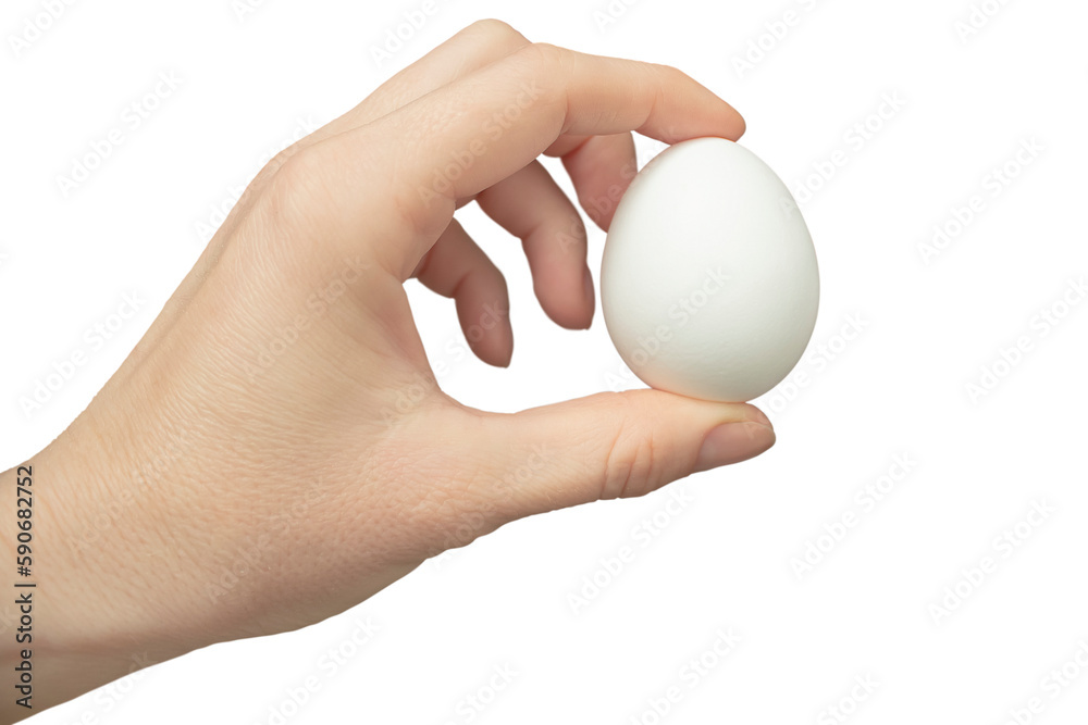 A woman holds a white egg in her hand on a transparent background. The concept of healthy food, cooking. A woman holds a white egg in her hand on a transparent background. The concept of healthy food, cooking.