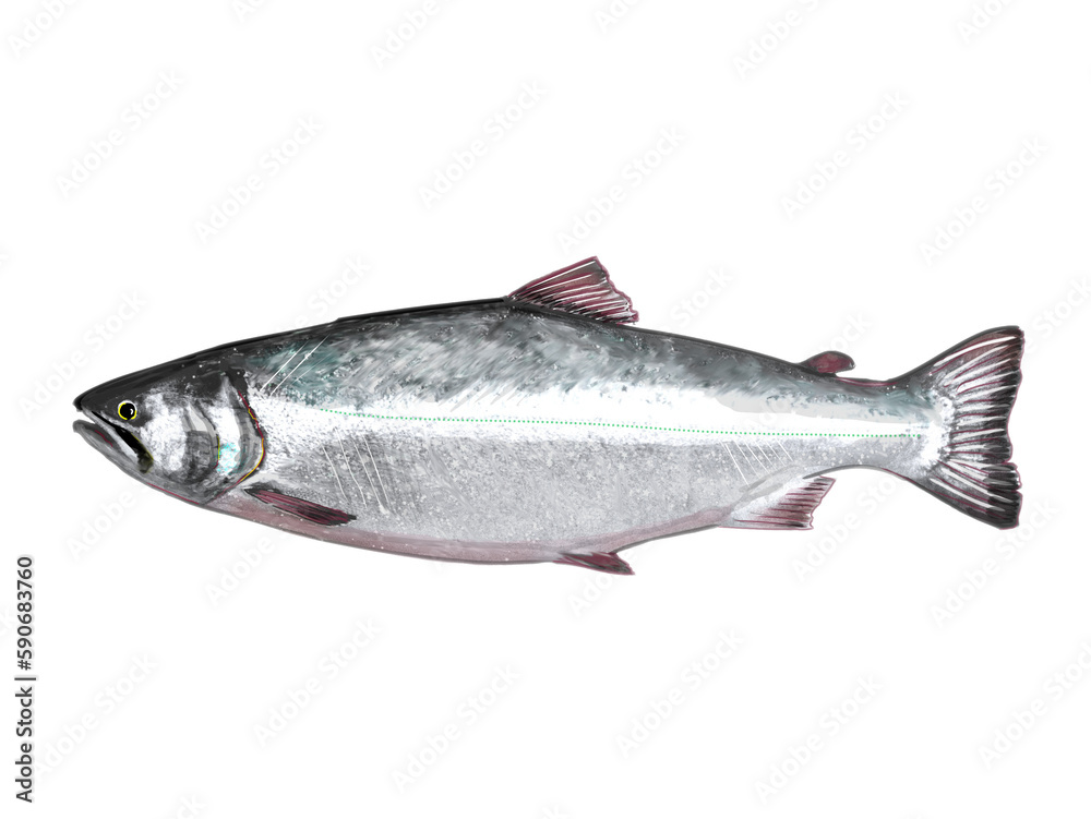 Naklejka premium 肥えたサケ