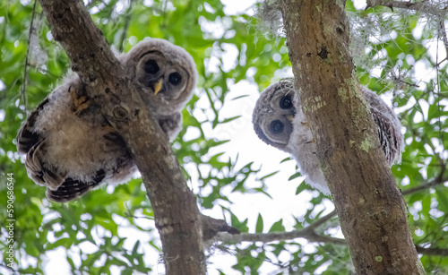 Barred owl babies on tree