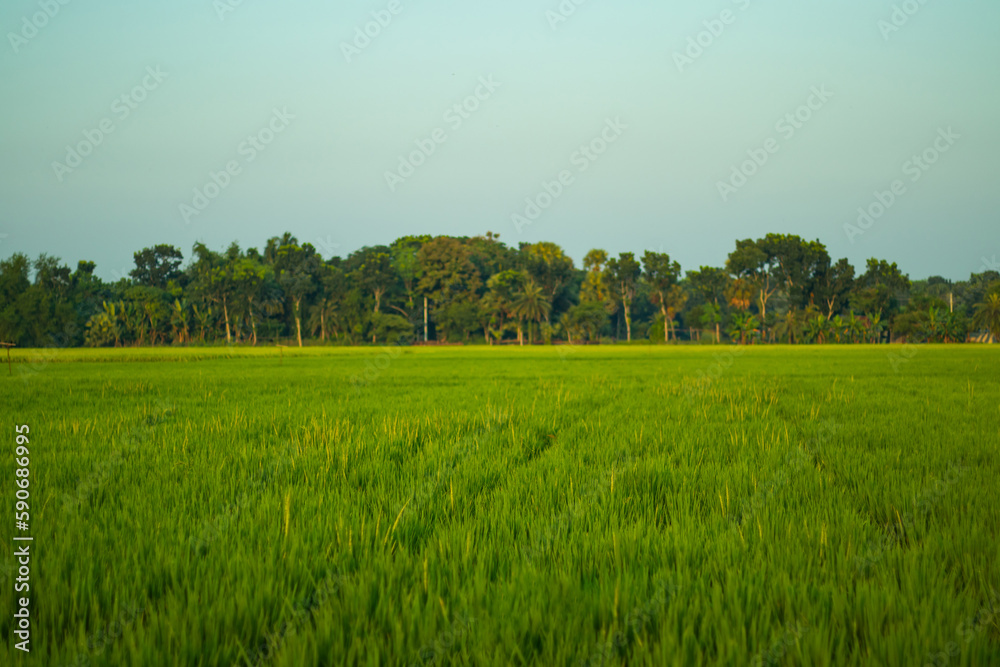 Beautiful Landscape natural green rice plant unripe rice in paddy field