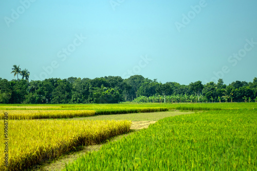 Unripe and ripe paddy in the village beautiful landscape