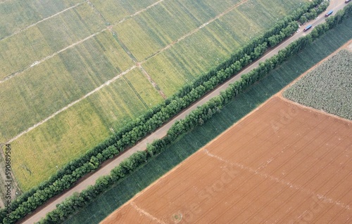 Aerial photography of pineapple fields