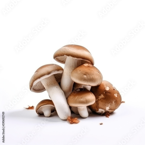 Closeup photos of white and brown mushrooms on a white background