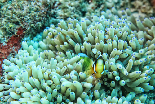 small colorful coral fish on the reef underwater tropical wildlife © kichigin19