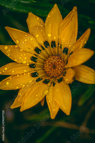 Flor y lluvia