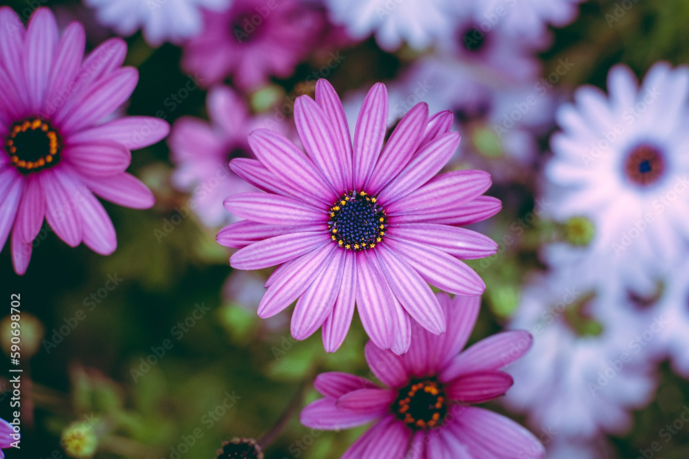 Obraz premium Flor Rosa