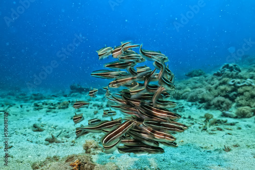 flock of catfish sea ecosystem in the ocean underwater background school of small fish