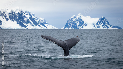 Humpback whale in Antarctica, scenic landscape in Antarctic Peninsula	 photo