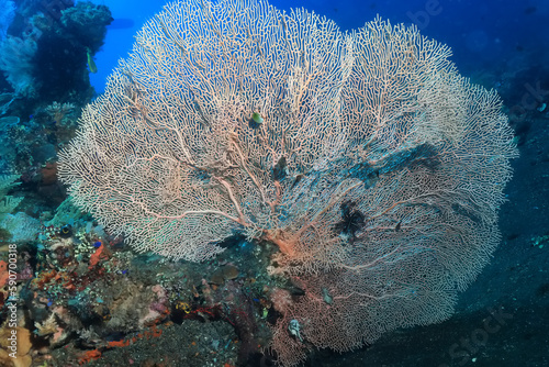 soft coral underwater background reef ocean