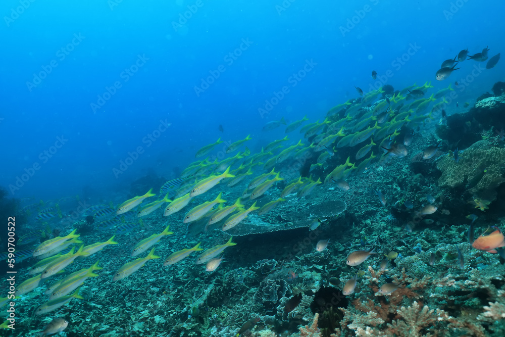 seascape panorama underwater flock of fish in the water seascape panorama underwater flock of fish in the water