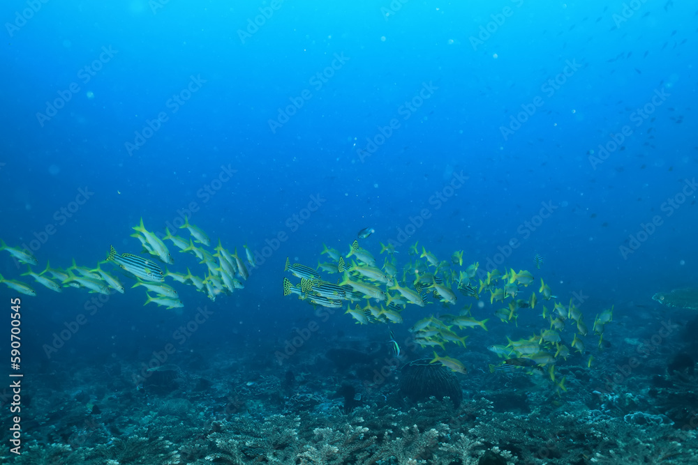 flock of young small school fish under water background ocean