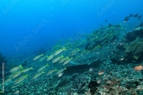 seascape panorama underwater flock of fish in the water © kichigin19