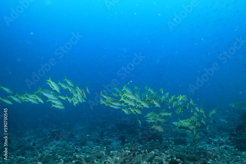 Fototapeta Naklejka Na Ścianę i Meble -  flock of young small school fish under water background ocean