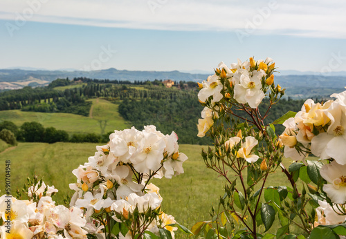 Wild rose, Dog Rose (rosa canina) in flower in spring with the Tuscan hills in the background - Gambassi Terme, Tuscany region, central Italy - close up with with shallow depth of field photo