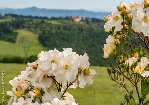 Wild rose, Dog Rose (rosa canina) in flower in spring with the Tuscan hills in the background - Gambassi Terme, Tuscany region, central Italy - close up with with shallow depth of field photo