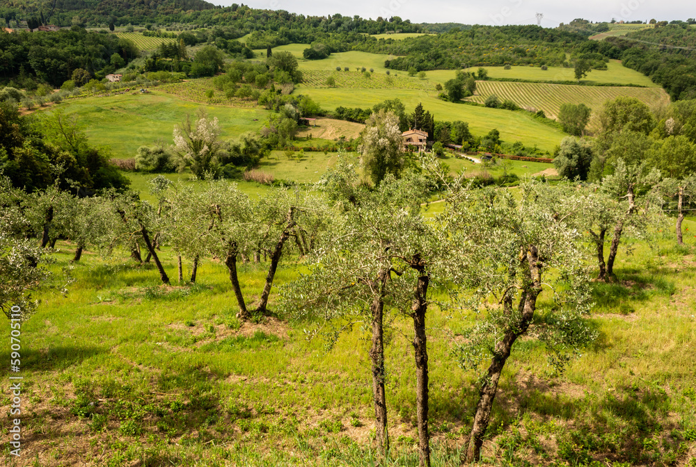 Tuscany landscape in spring with olive groves and vineyards along the Via Francigena from Gambassi Terme to San Gimignano, Tuscany region, Italy, Europe