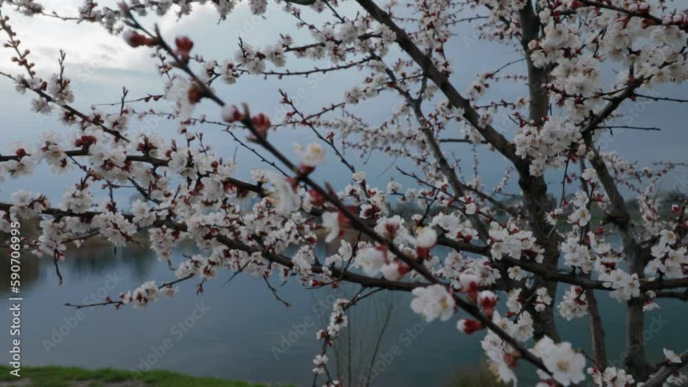 White apricot flower with raindrops on the petals, blooming in a garden of apricot trees, against the background of the sky and the lake. Nature. Flower close-up. White apricot flower with raindrops on the petals, blooming in a garden of apricot trees, against the background of the sky and the lake. Nature. Flower close-up.