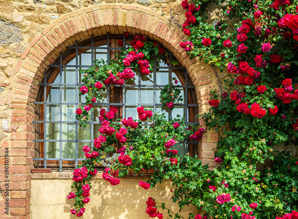 Plant of climbing red roses on a wall of a typical Tuscan rural structure - charming corners - Gambassi Terme, Tuscany region in cenral Italy - Europe