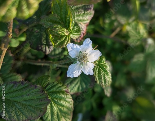 California blackberry along Cowell Ranch State Beach trail