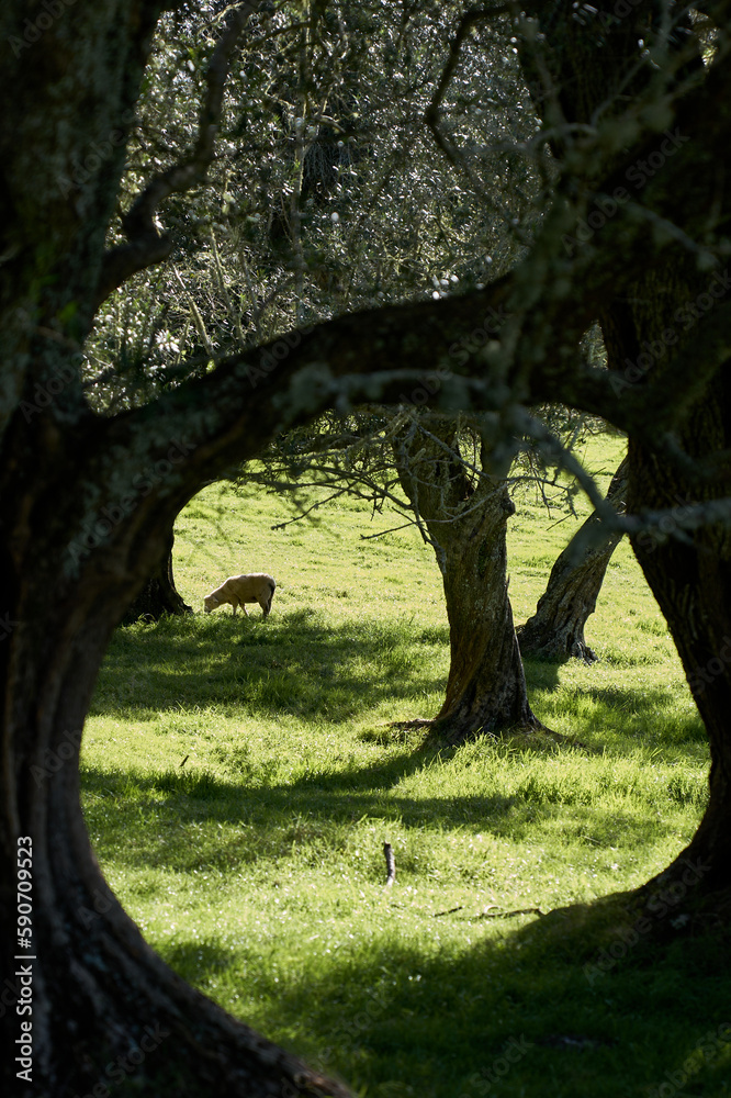 ram, ewe, sheep, lamb in the meadow or forest ram, ewe, sheep, lamb in the meadow or forest