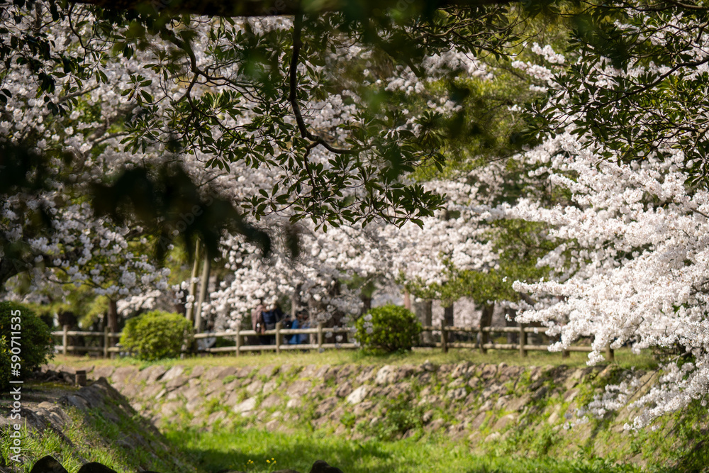 Fototapeta premium 満開の桜のある風景 2023年