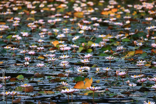 wallpaper spring, blooming lotuses asia flower abstract background