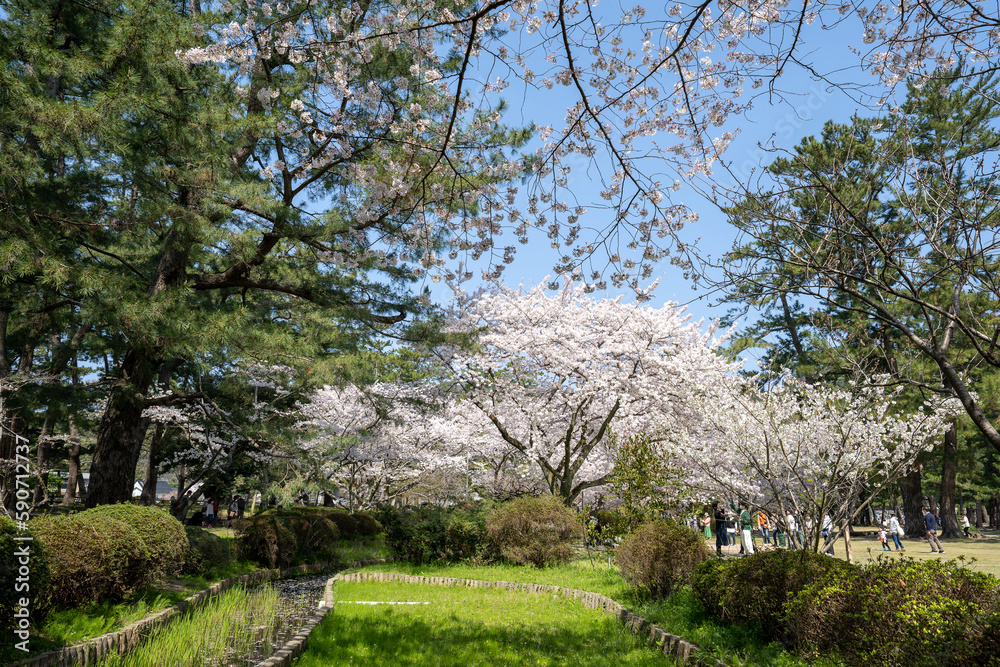 満開の桜のある風景 2023年