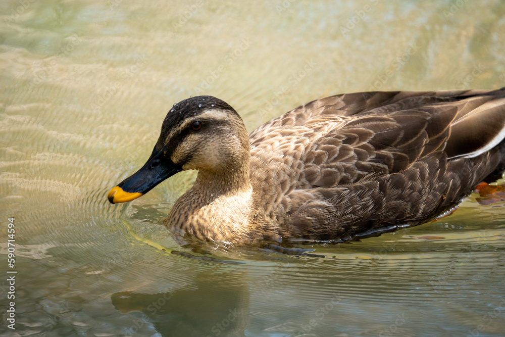 池で泳ぐカルガモ