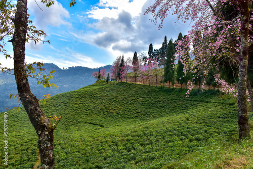 Temi Tea Estate Nestled in Ravangla, Sikkim