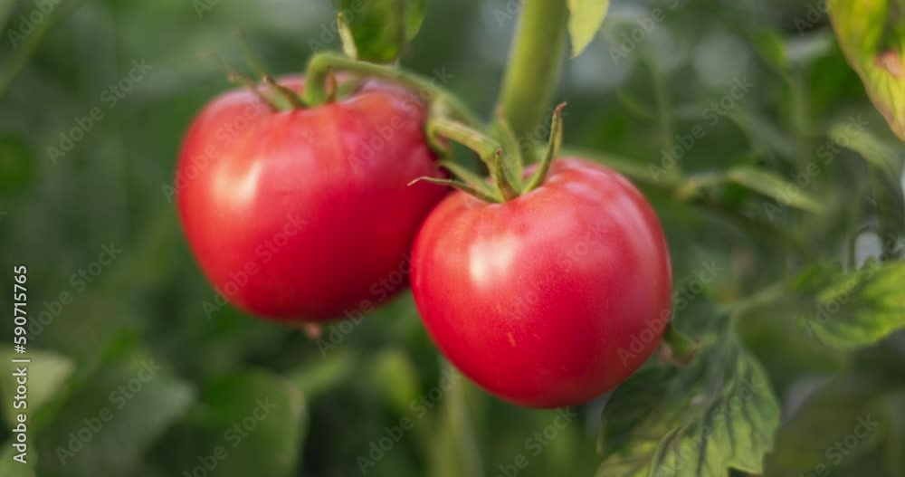 Moving around fresh ripe homegrown organic tomatoes in the farm greenhouse, 4k video Moving around fresh ripe homegrown organic tomatoes in the farm greenhouse, 4k video