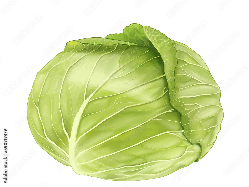 Fototapeta premium Hand-drawn illustration of a ball of cabbage. 