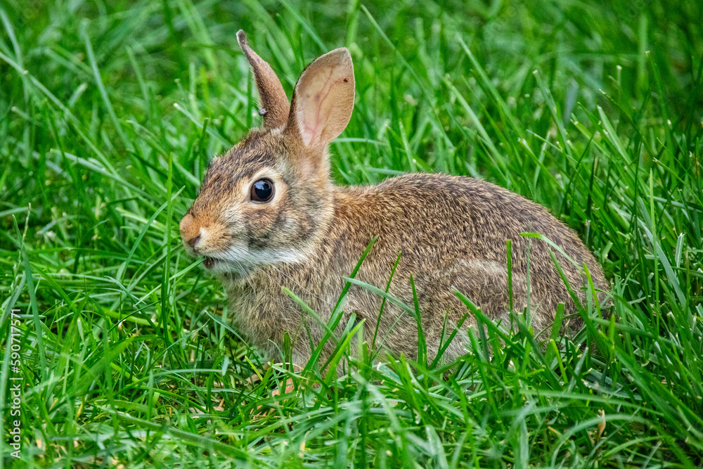 Close-up detail shoot of a rabbit Close-up detail shoot of a rabbit