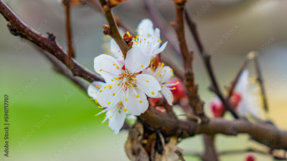 Spring, apricots and apples bloom. Beautiful landscape. Spring, apricots and apples bloom. Beautiful landscape.