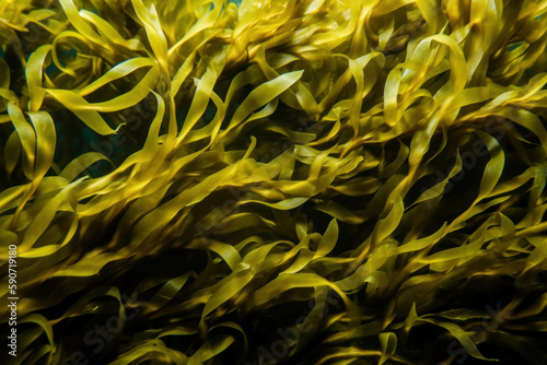 Underwater sea kelp closeup