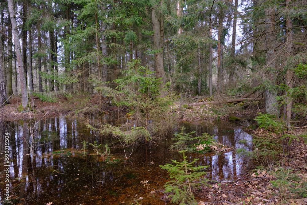 Standing water in rich swampy coniferous forest Standing water in rich swampy coniferous forest