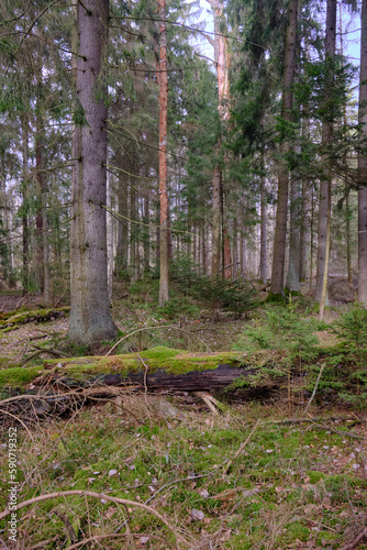 Coniferous stand with old spruce tree in foreground © Aleksander Bolbot