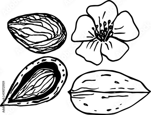 Almond nuts and flower. Line art style. Hand drawn sketch illustration.