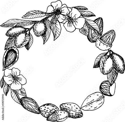 Almond nuts in the form of a wreath. Line art style. Hand drawn sketch illustration.
