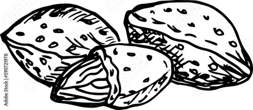 Almond nuts. Line art style. Hand drawn sketch illustration.