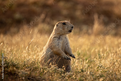 prairie dogs standing up looking forward on the grass © Fei
