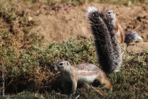 Ground Squirrel