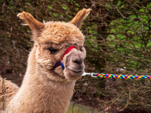 Alpaca close up view during an outdoor hike walk