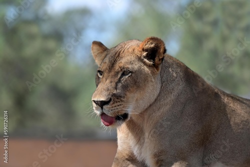Fototapeta Naklejka Na Ścianę i Meble -  Female lion lioness portrait
