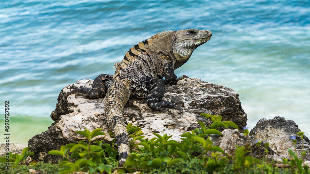Fototapeta premium Leguan an einem felsigen Strand in Tulum Mexico