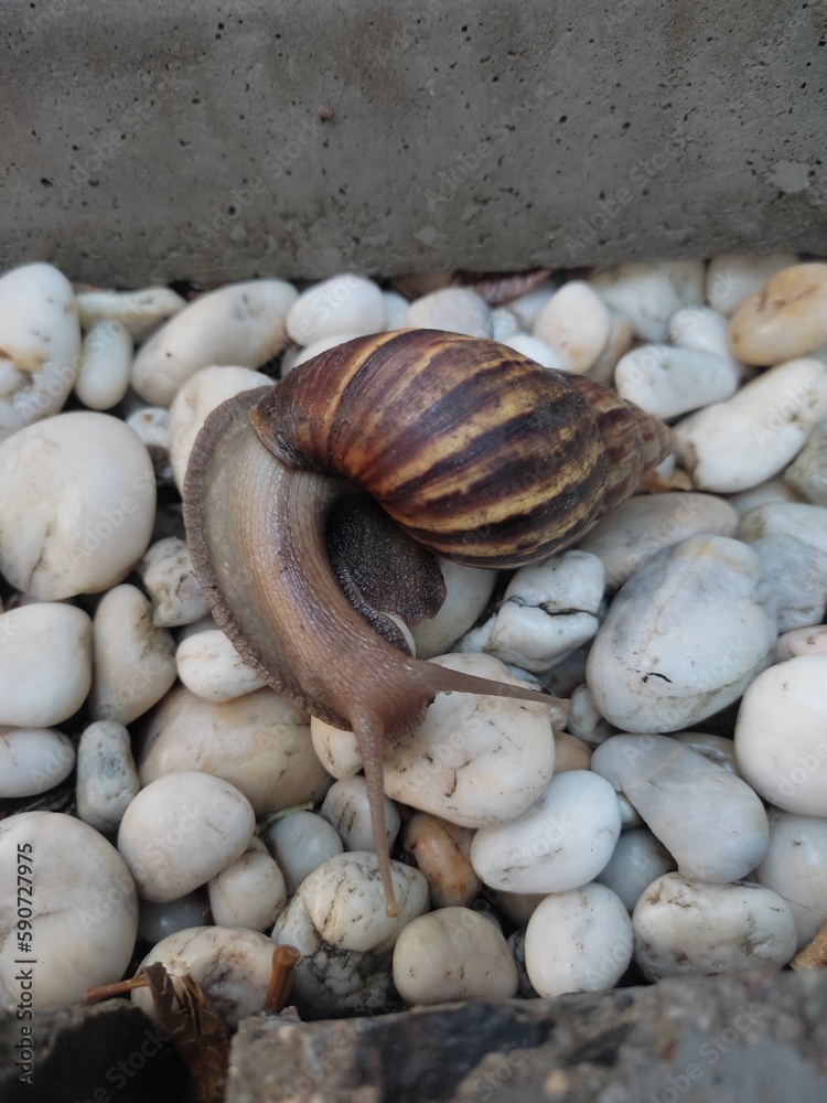 The magnificent giant African snail is a curled beauty on white stones. The magnificent giant African snail is a curled beauty on white stones.