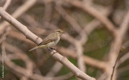 Willow Warbler  (Phylloscopus trochilus) is a songbird that usually feeds on lice of tree leaves.