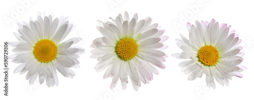 Set, close up daisy isolated on white, clipping path