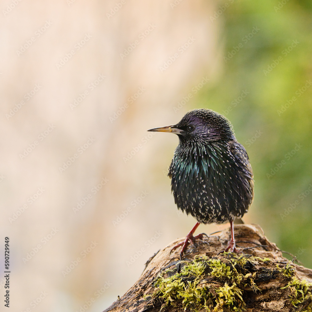 wild lebende tiere, natur, tier, schnabel, black wild lebende tiere, natur, tier, schnabel, black